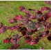 Бук лесной или европейский "Пурпуреа Триколор" ('Purpurea Tricolor')